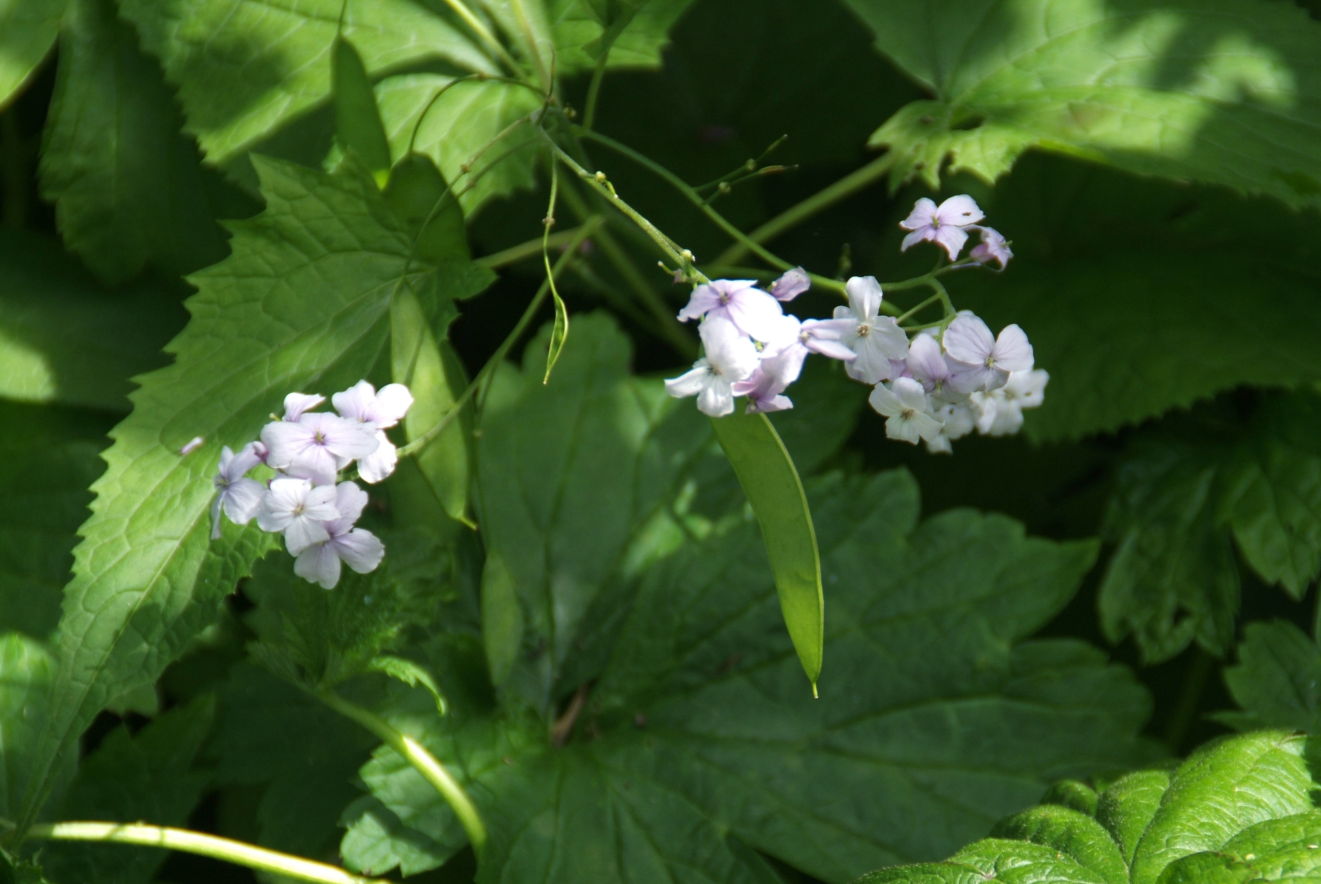 Lunaria redivivaWilde-, Vaste judaspenning bestellen